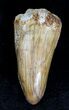 Large Cretaceous Fossil Crocodile Tooth - Morocco #21409-1